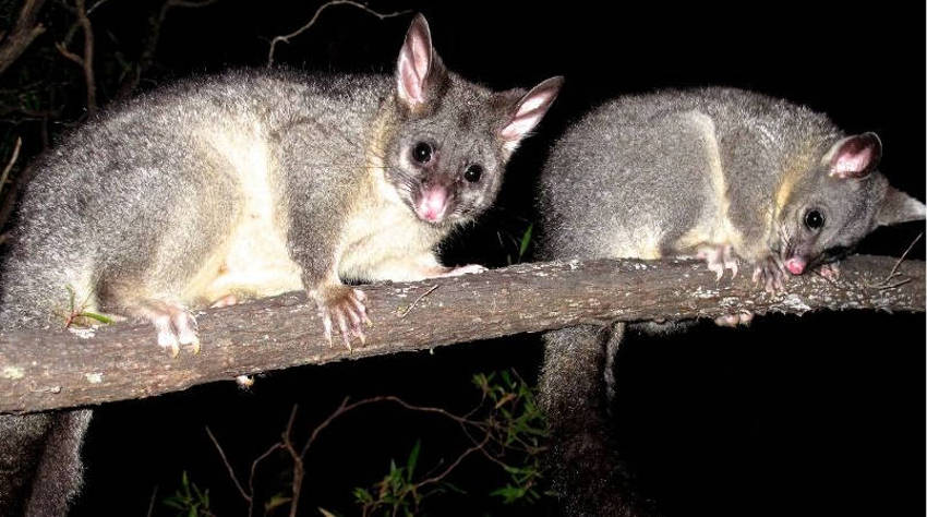 Possums in tree